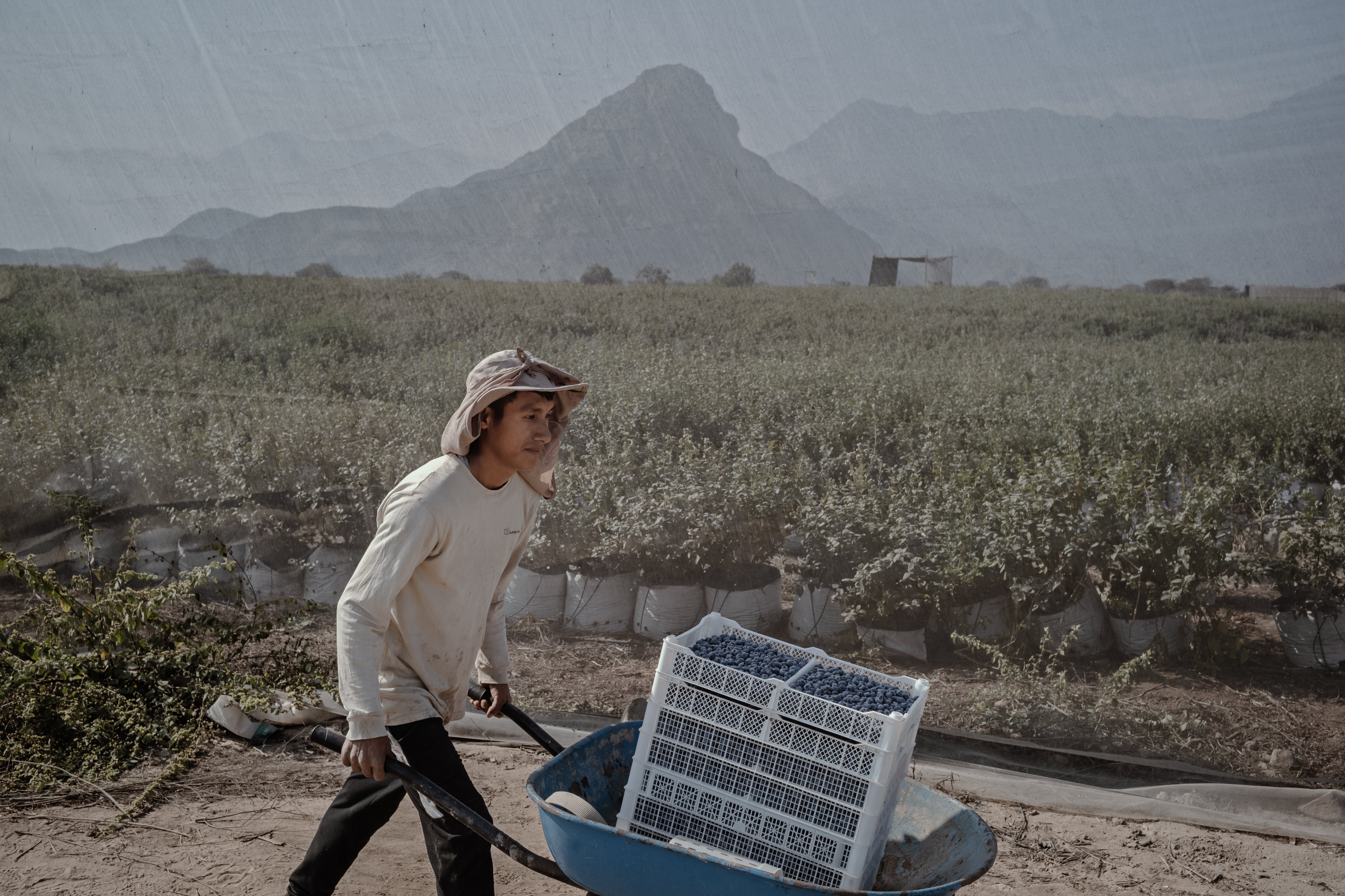 Cover Image for The Peruvian Blue Gold